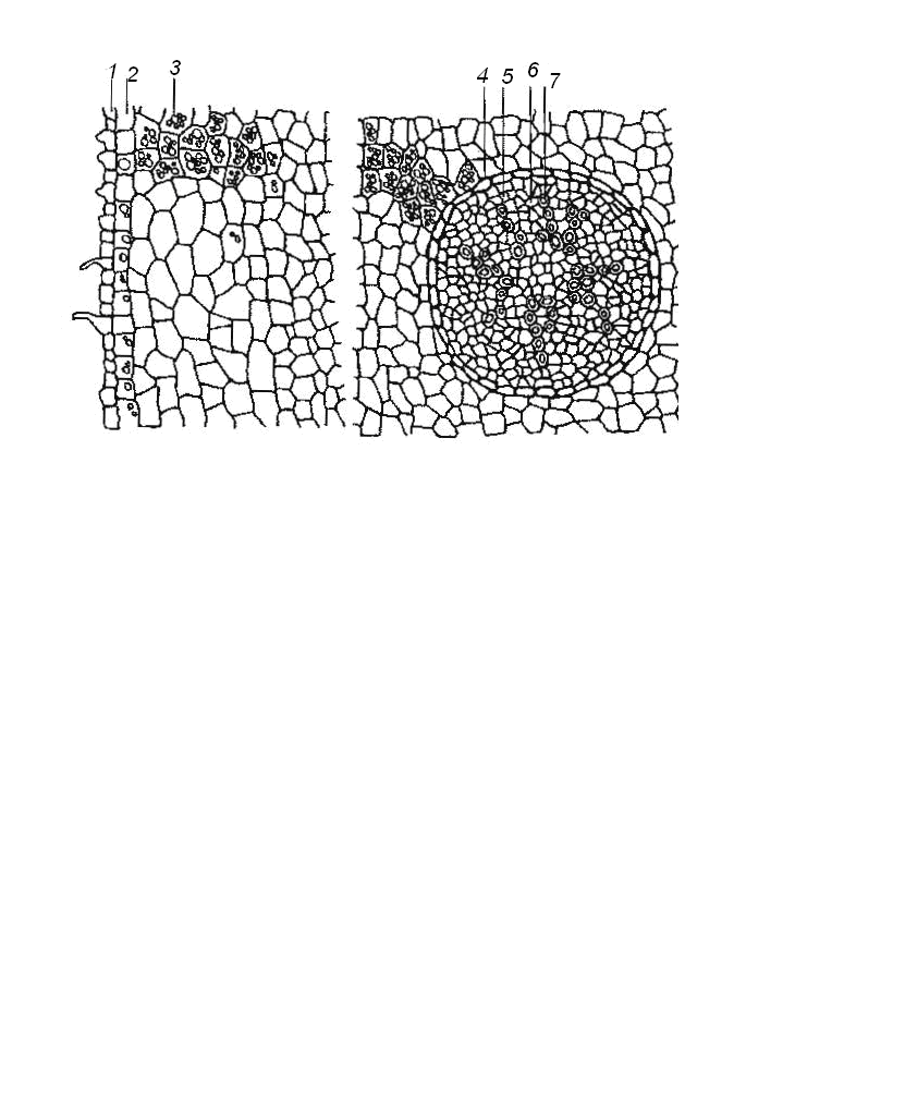 Эпиблема. Поперечный срез корня валерианы. Срез корня валерианы. Волосконосный слой корня эпиблема.