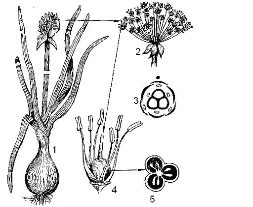 Диаграмма цветка луковых