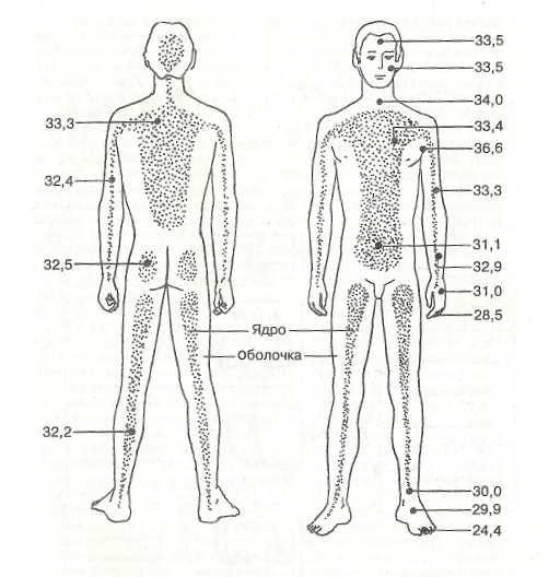 Области тела человека температура. Поверхности тела человека. Топография температуры поверхности тела человека. Температура человека на поверхность. Укажите места измерения температуры тела схема.