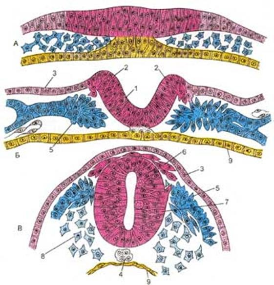 Формирование нервной. Нейруляция у человека гистология. Стадии нейруляции гистология. Нейруляция у зародыша человека. Нейруляция нервная трубка.