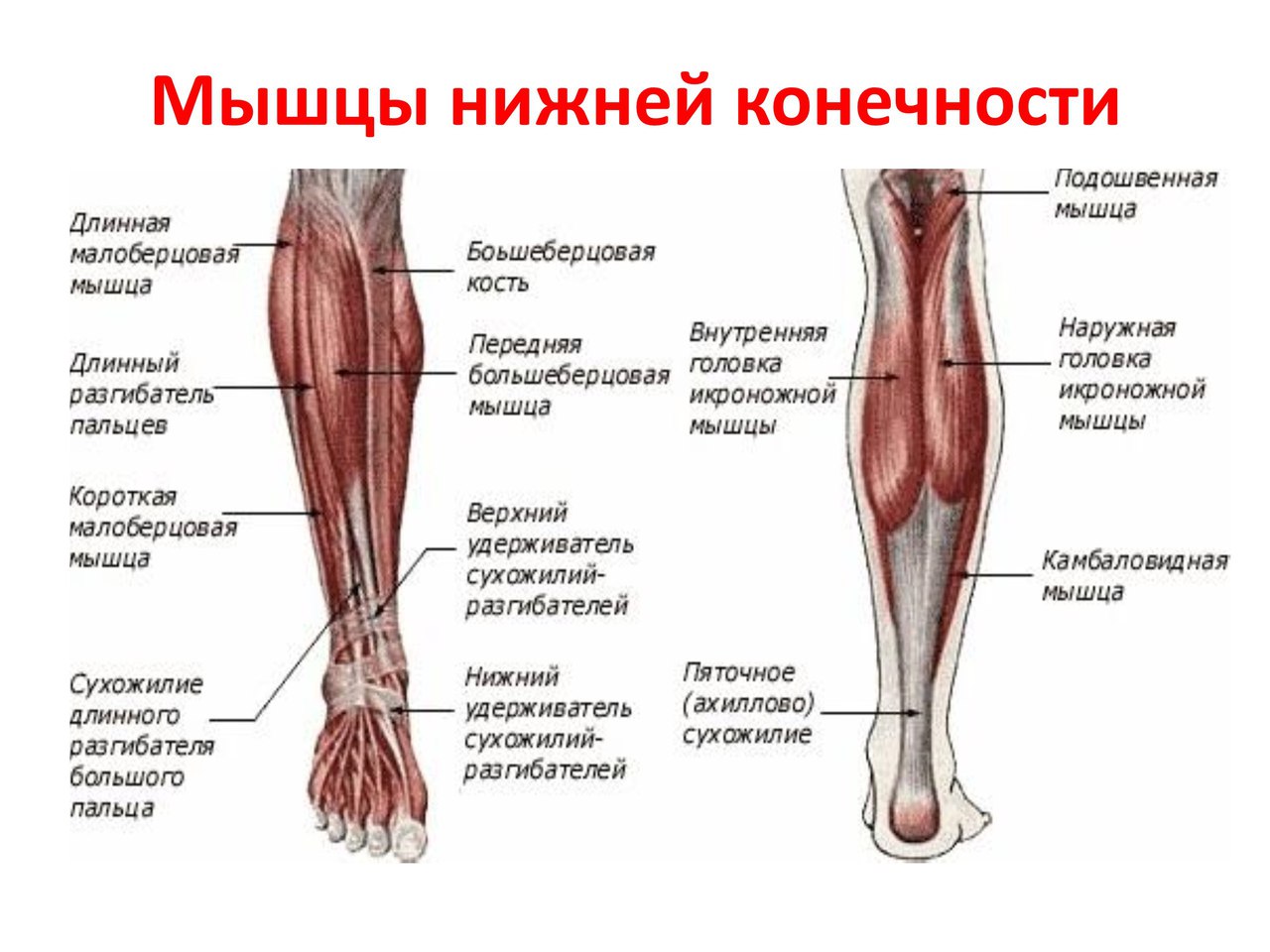 Мышцы нижних конечностей схема