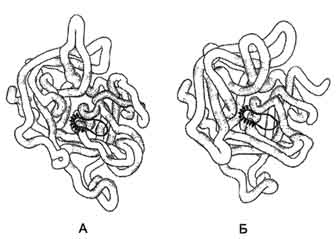 рис. 1-44. пространственные структуры эластазы (а) и химотрипсина (б).