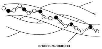 рис. 1-41. строение молекулы тропоколлагена (фрагмент).