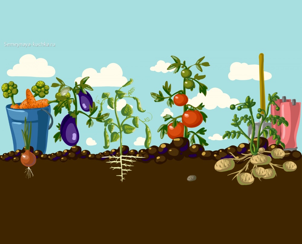 Нарисуем огород там растет два куста ягоды. Огород с овощами для детей. Огород с грядками для детей. Грядка с овощами для детей. Грядка рисунок.