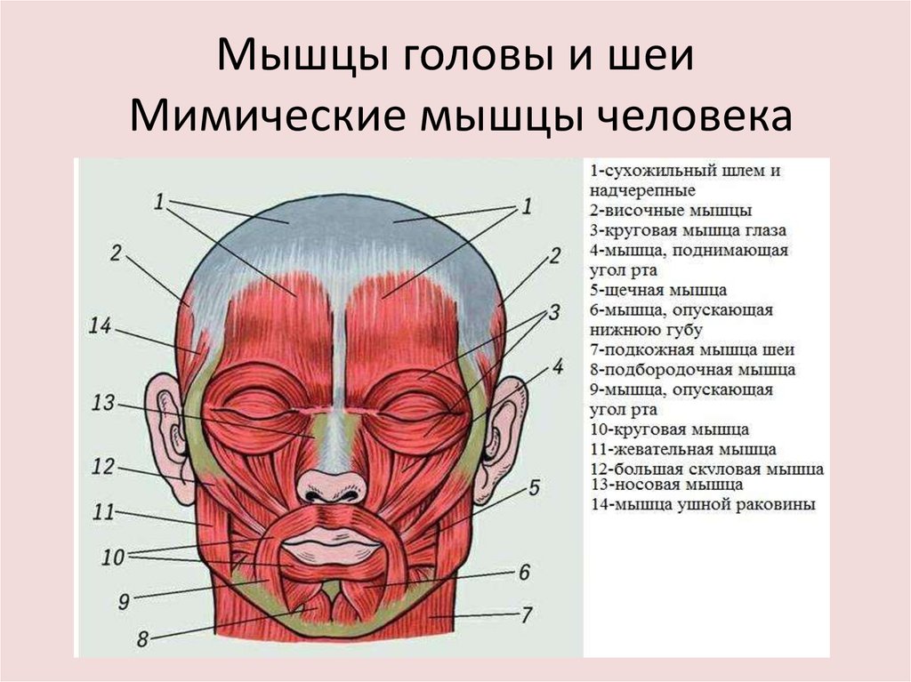 Мышцы на лице рисунок человека