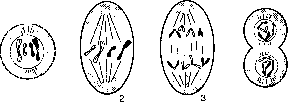 Рисунки фаз митоза