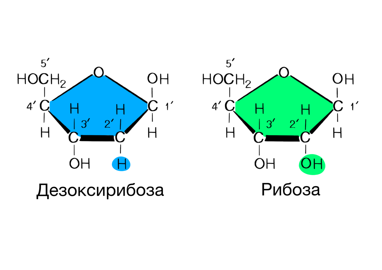 Нуклеиновые кислоты моносахариды. Дезоксирибоза циклическая формула. Рибоза циклическая формула. Циклические формулы рибозы и дезоксирибозы. Циклические формы 2 дезоксирибозы.