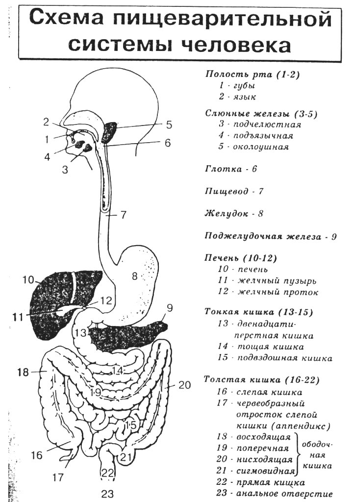 Пищеварительная система рисунок егэ