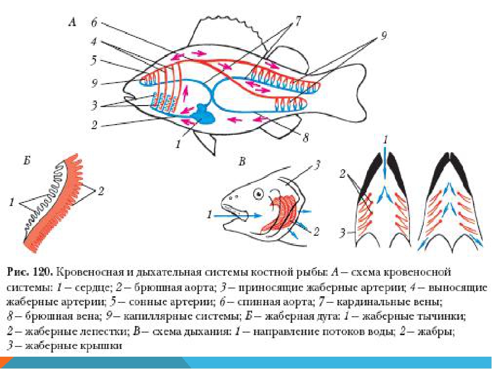 Кровеносная органы рыб. Кровеносная и дыхательная система костной рыбы. Кровеносная система рыб схема. Дыхательная система костных рыб схема. Схема кровеносной костной рыбы.