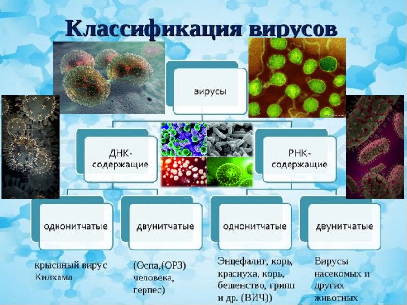 Какие есть вирусы. Классификация вирусов биология. Классификация вирусов схема. Классификация и структура вирусов микробиология. Классификация вирусов по строению.