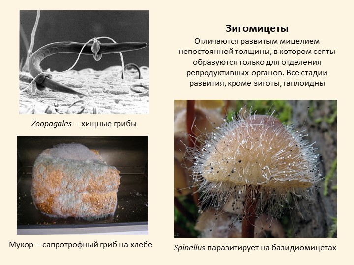 Мукор грибы представители
