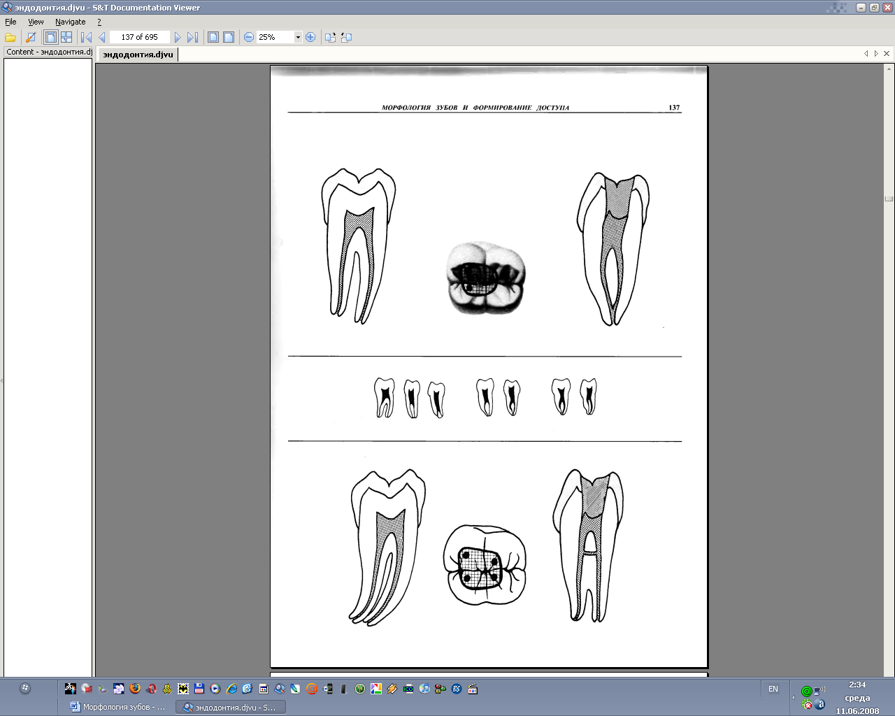 Морфология зубов нижней челюсти