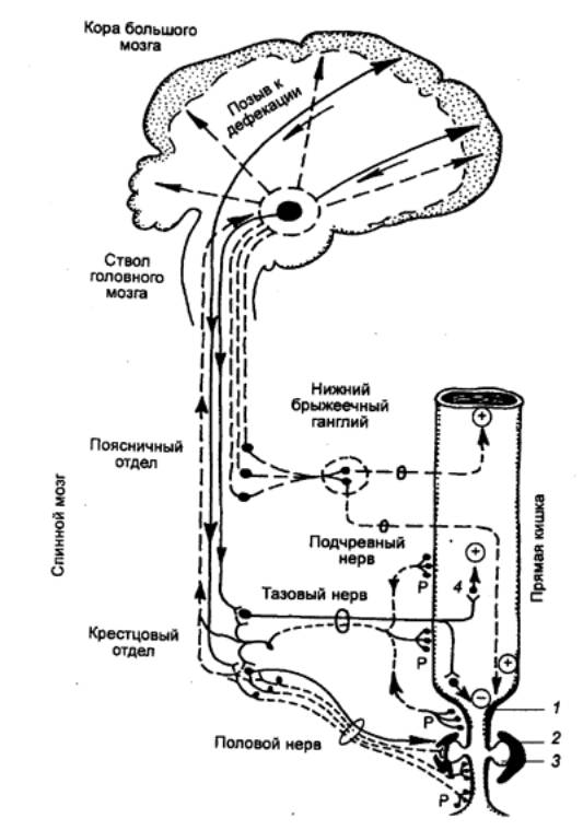 Центр мочеиспускания в головном мозге. Рефлекторная дуга акта дефекации схема. Рефлекторная дуга рефлекса дефекации. Рефлекторная дуга рефлекса дефекации схема. Рефлекторную дугу регуляции акта дефекации.