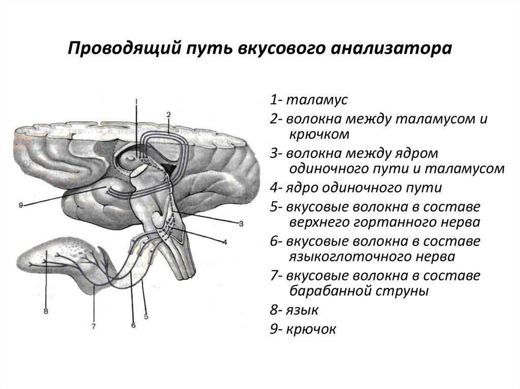 Блок схема вкусового анализатора