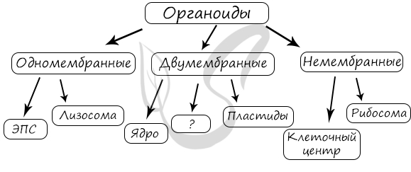 Рассмотрите предложенную схему классификации