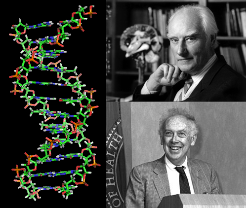 Фрэнсис крик вклад в биологию. Фрэнсис крик ДНК.