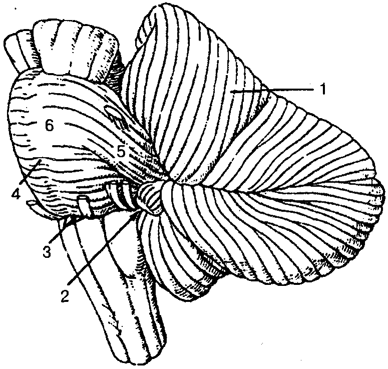 Мозжечок строение рисунок
