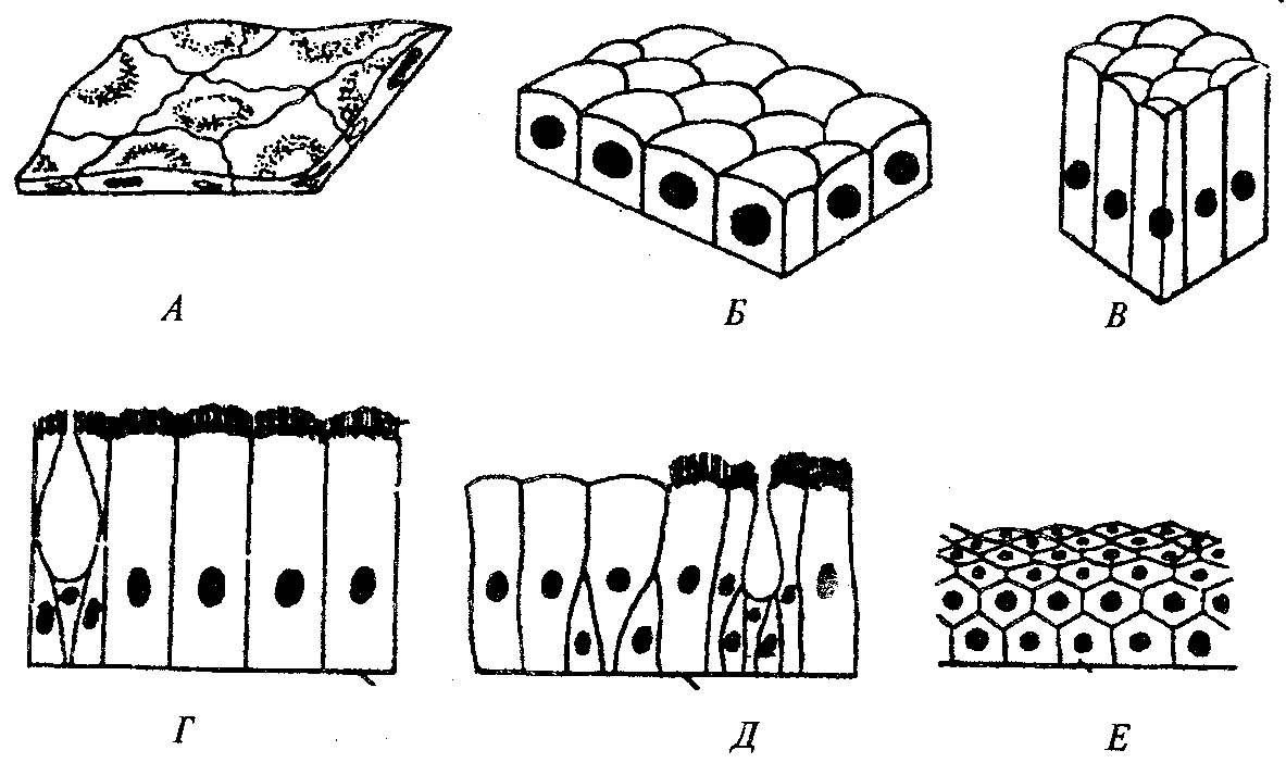 Эпителиальная ткань схема