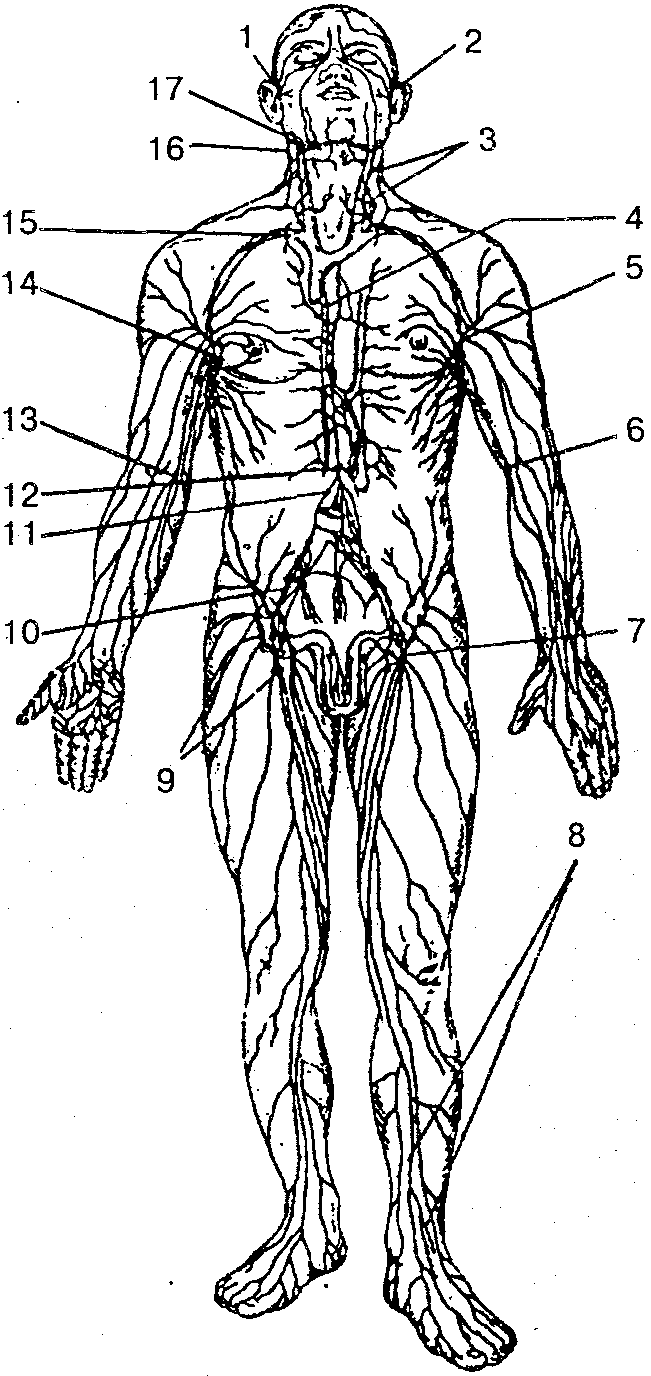 Анатомия лимфатической системы человека схема