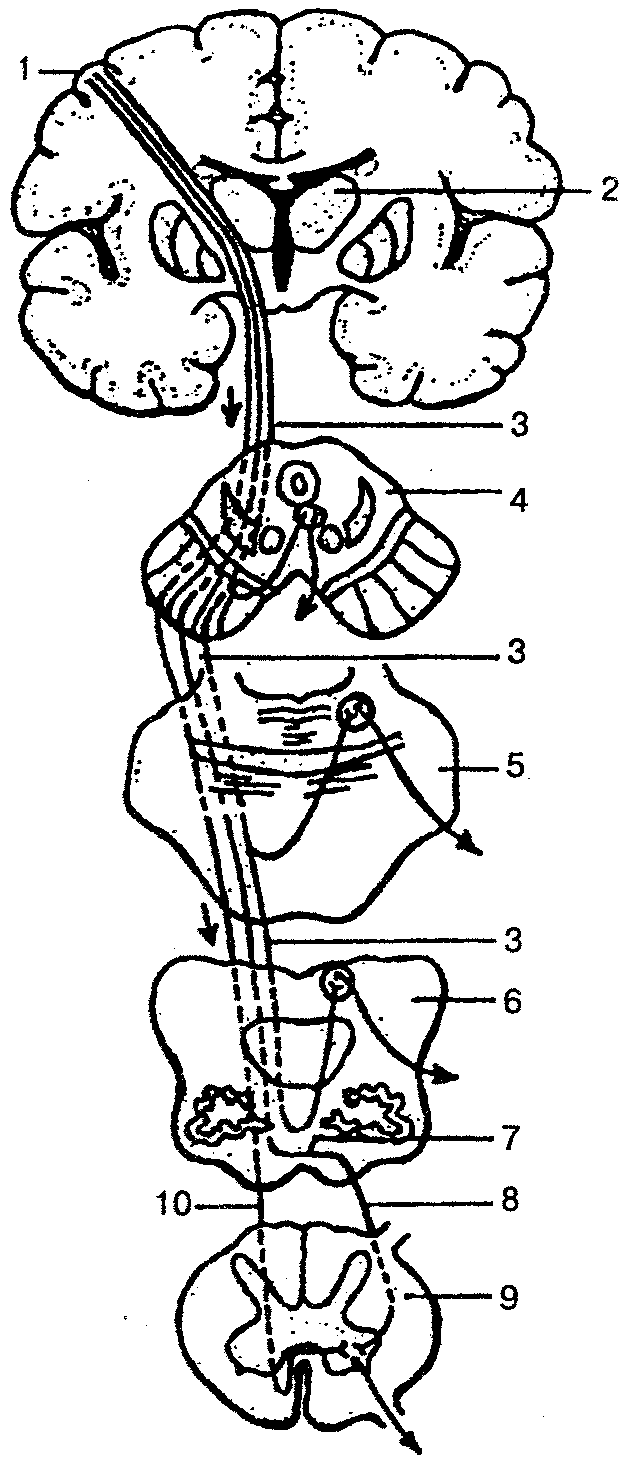 Проводящие пути рисунки. Корково спинальный путь пирамидный путь. Пирамидная система корково-ядерный путь. Корково ядерный путь схема. Корково спинальный путь схема.