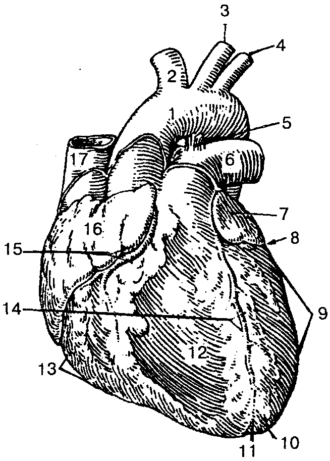 Схема строения сердца человека схема