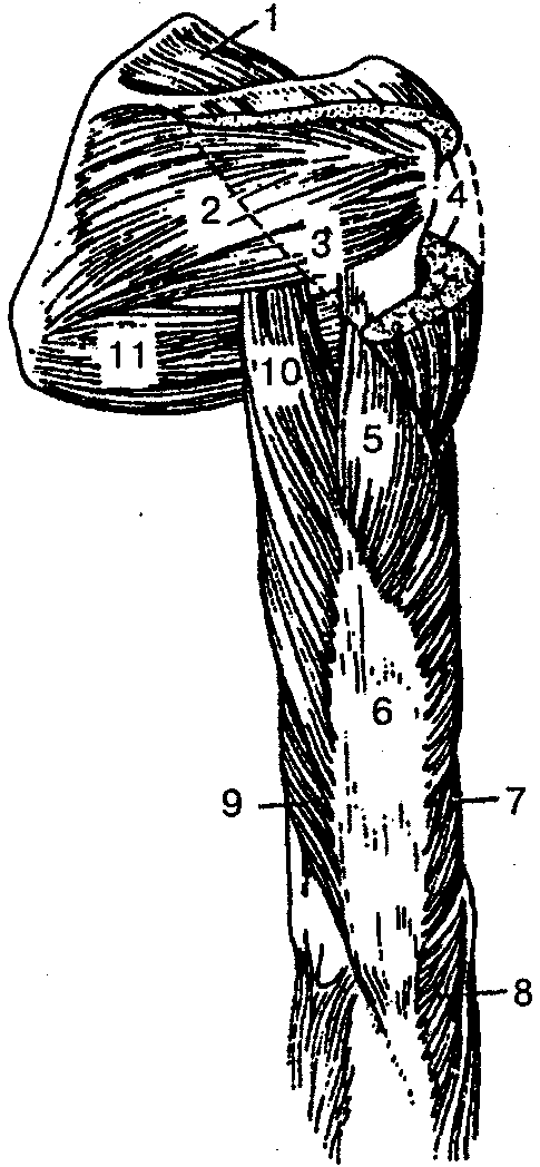 Мышцы верхнего пояса. Мышцы плечевого пояса и плеча вид спереди. Мышцы пояса верхней конечности и плеча вид сзади. Надостная мышца верхних конечностей. Апоневроз двуглавой мышцы плеча.