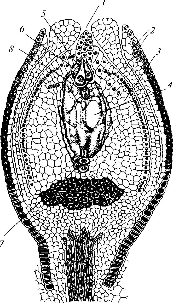 Синергиды. Семязачаток цветковых. Нуцеллус семяпочки. Строение семязачатка горца. Нуцеллус семязачатка.