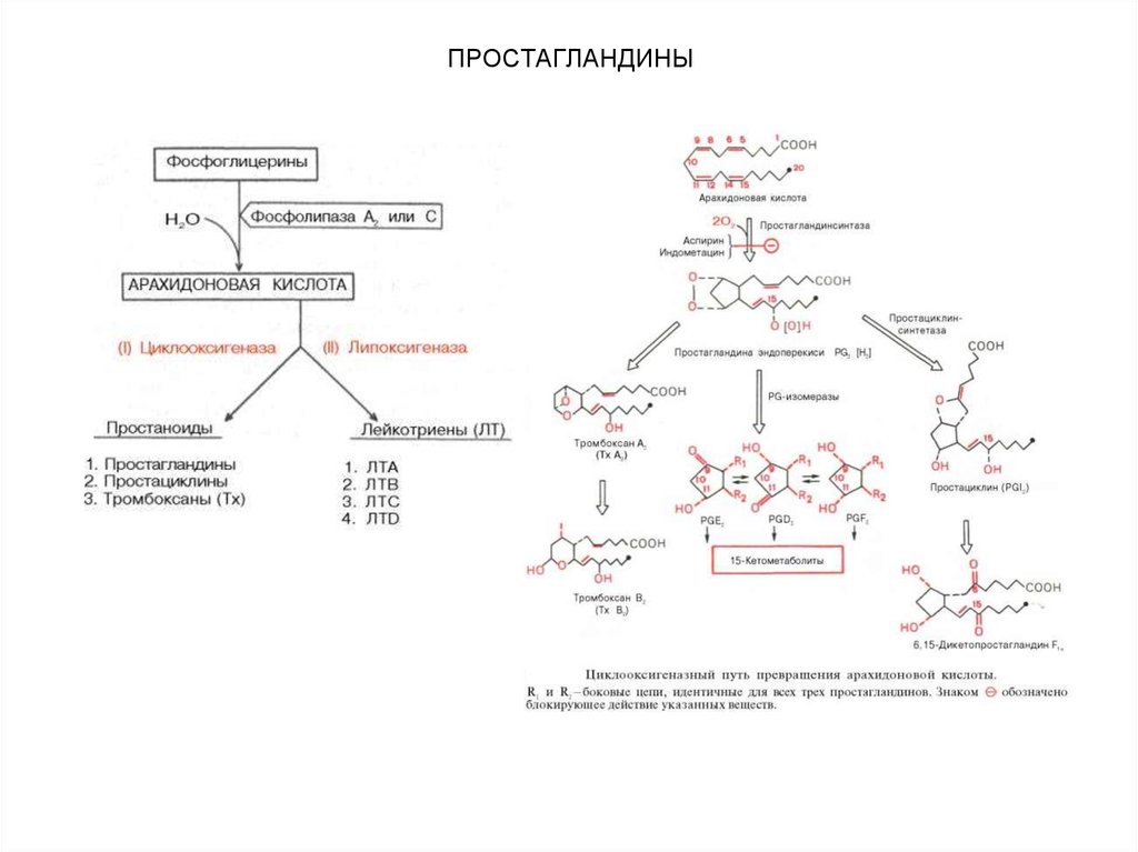 Формула арахидоновой кислоты