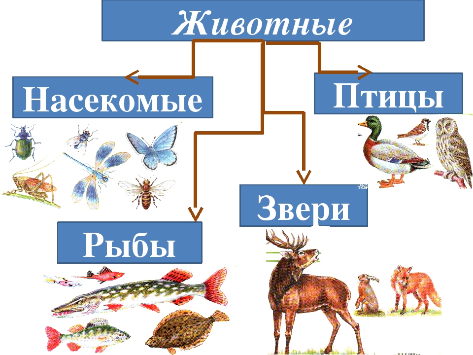 Привести пример животных каждой группы. Животные птицы рыбы насекомые. Животные делятся на группы. Птицы звери насекомые. Животные делятся на классы.