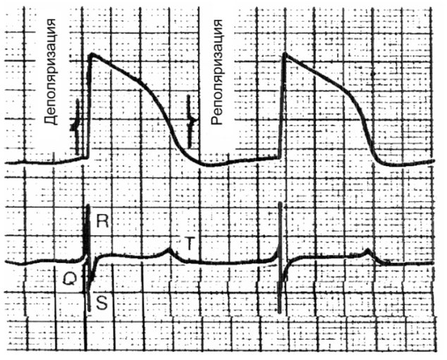 Электрография экг один из важных методов. ЭКГ деполяризация и реполяризация. Физические основы электрокардиографии. Виды электрографии.