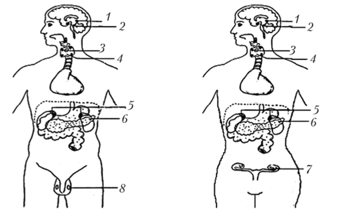 Рисунок эндокринной системы человека. Железы эндокринной системы схема. Эндокринные железы человека схема. Эндокринная система рисунок с подписями. Эндокринная система человека схема без подписей.