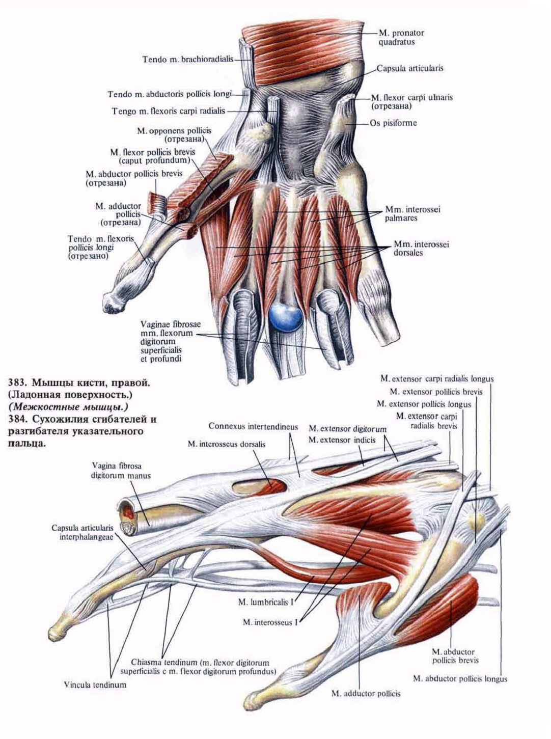 Сухожилия кисти руки человека в картинках