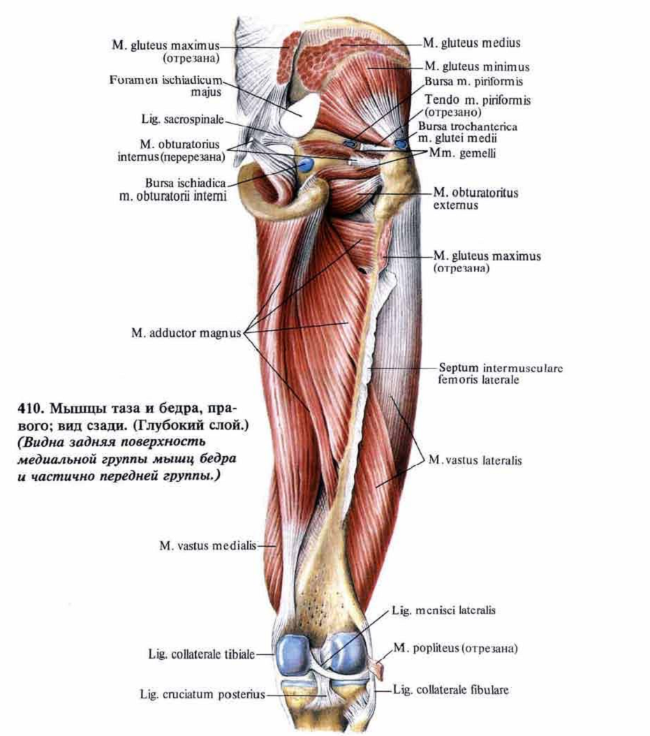 Мышцы бедра человека в картинках