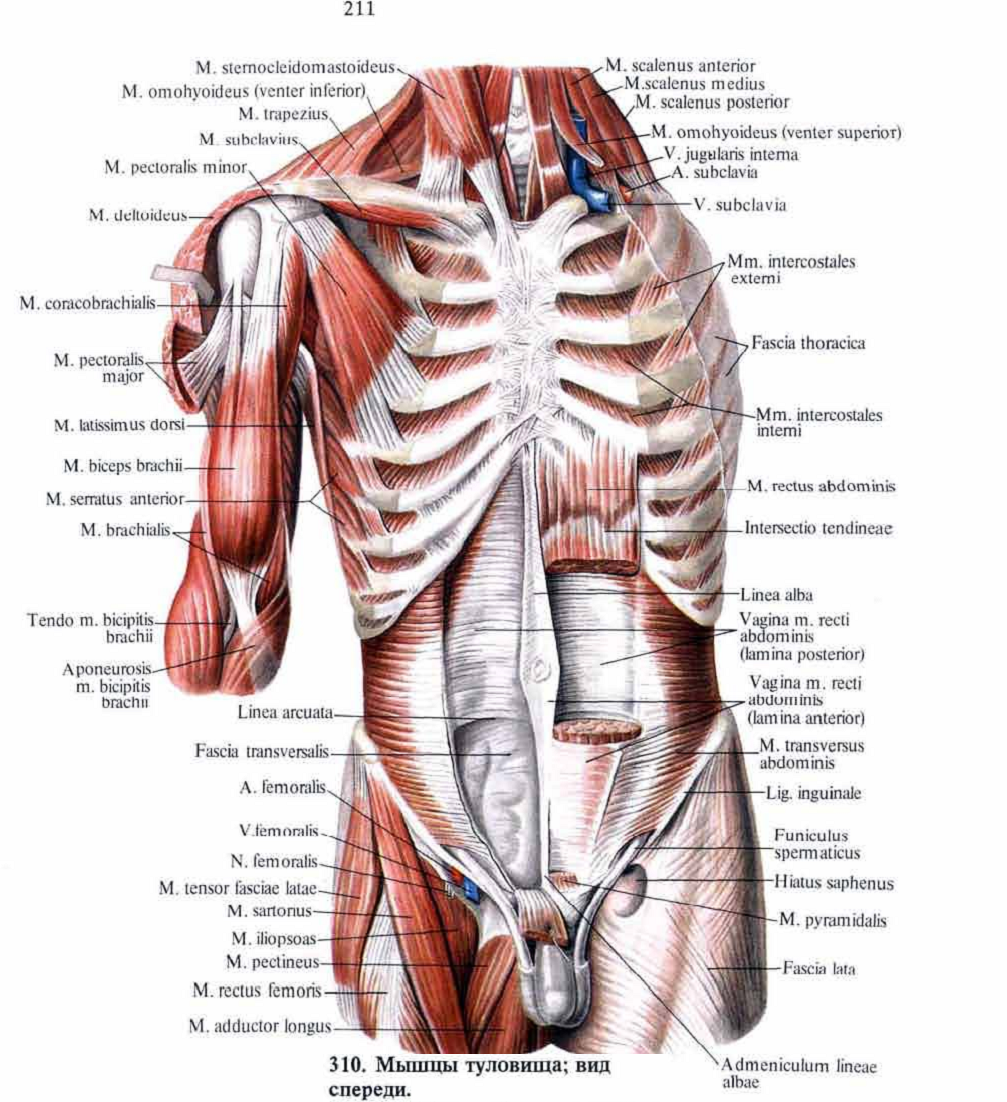 Мышцы живота анатомия Синельников