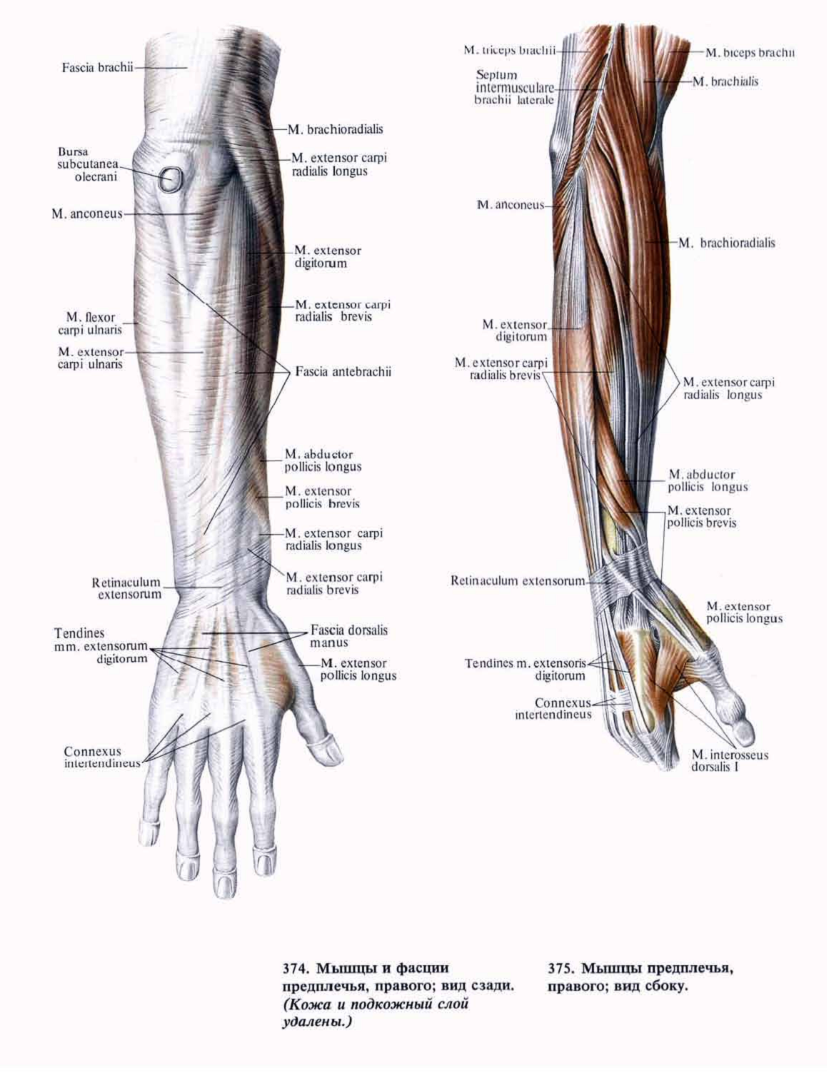 Мышцы предплечья и кисти анатомия