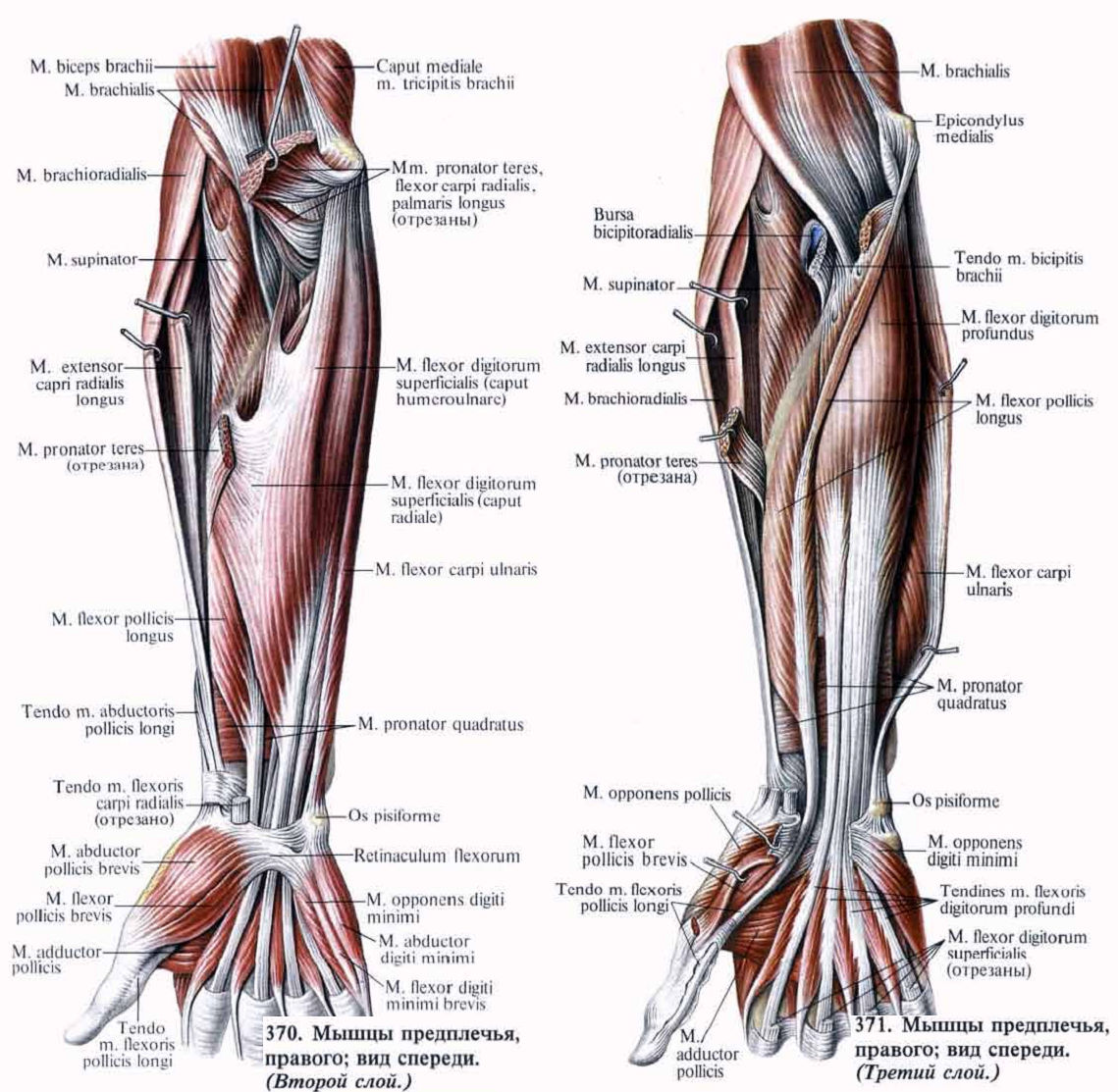 Мышцы предплечья анатомия мышцы предплечья анатомия
