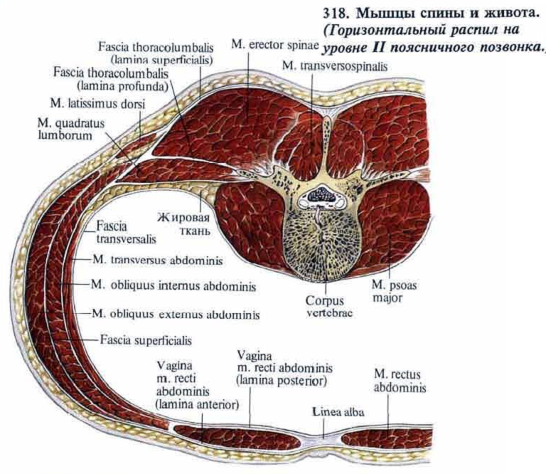 Атлас мышцы брюшной полости