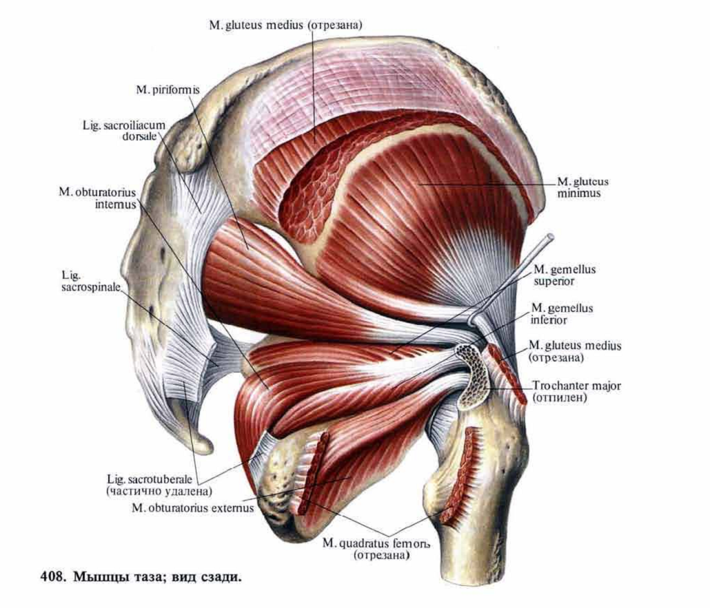 Мышцы таза рисунок с подписями