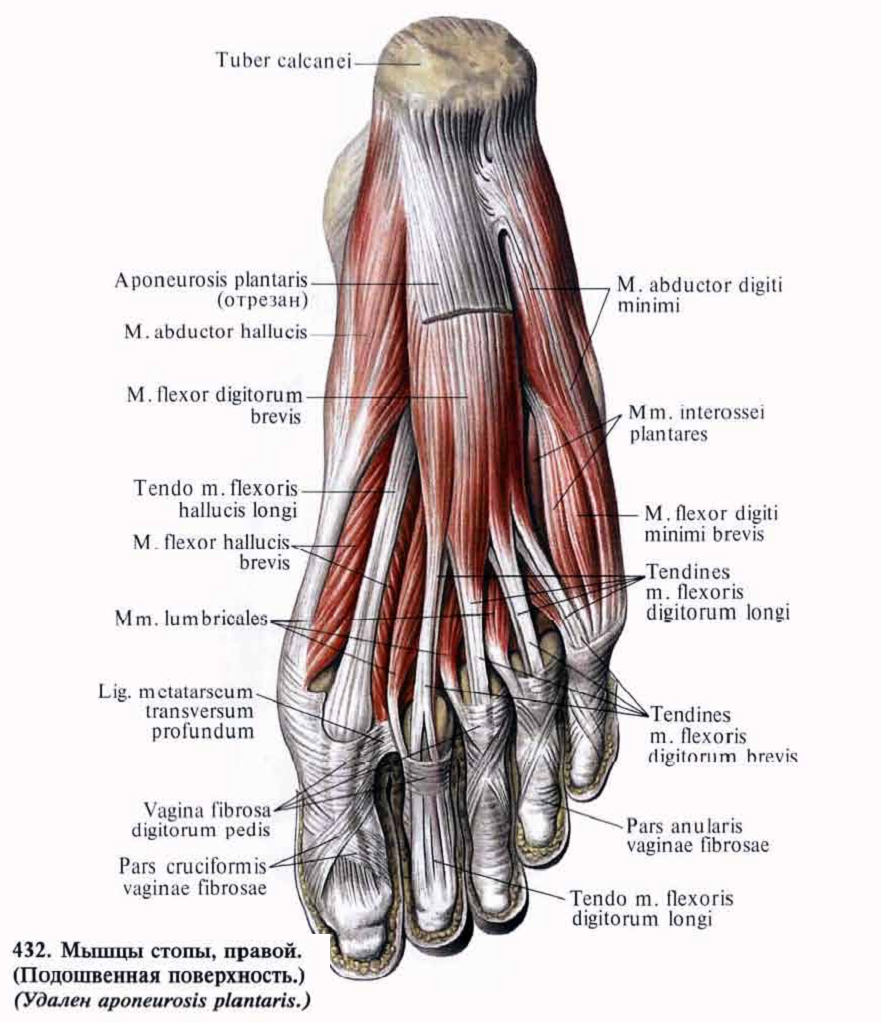 Мышцы стопы анатомия человека рисунок с подписями