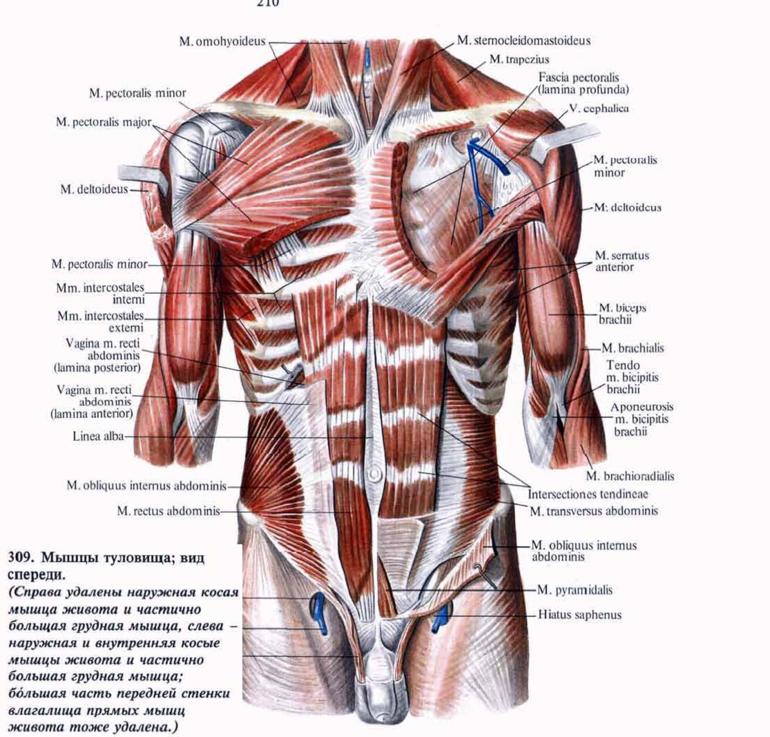 Мышцы груди анатомия Синельников
