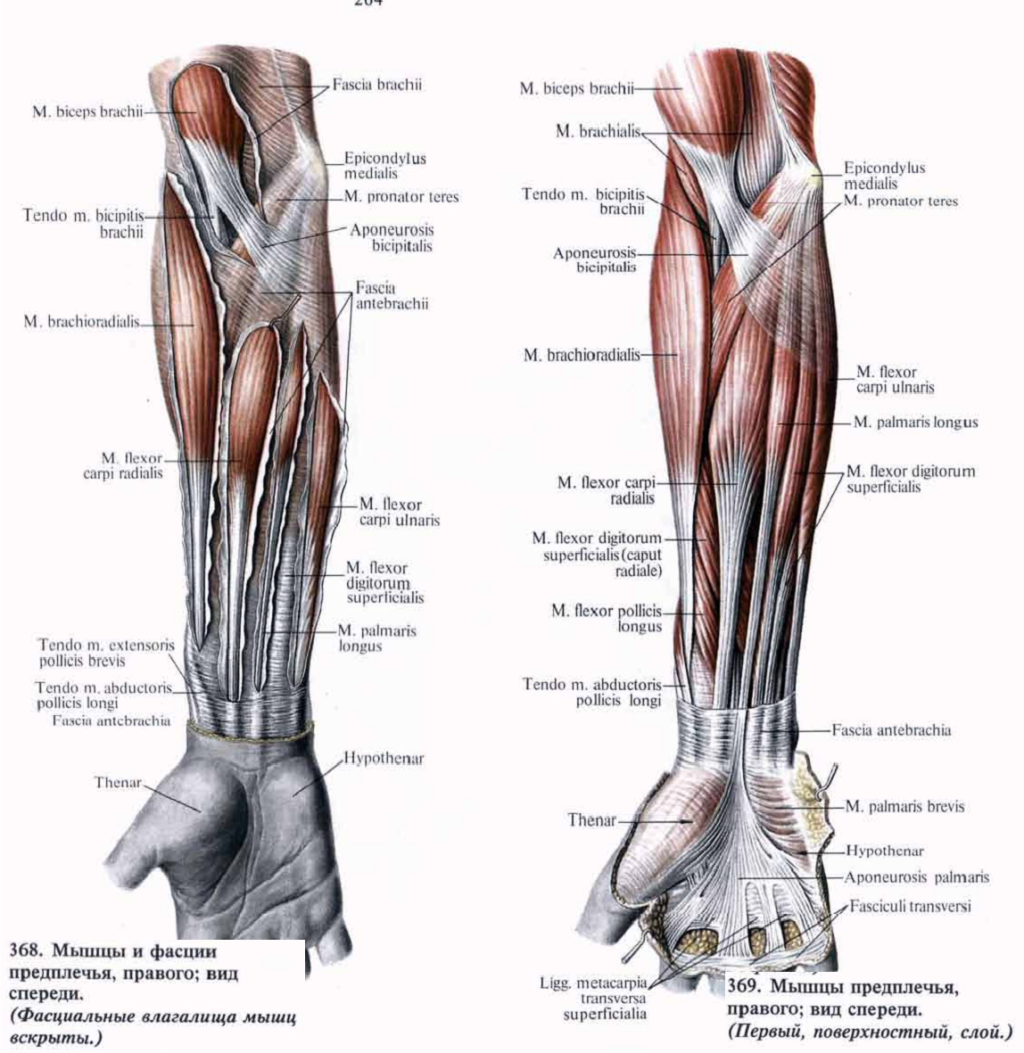 Атлас Синельникова мышцы предплечья