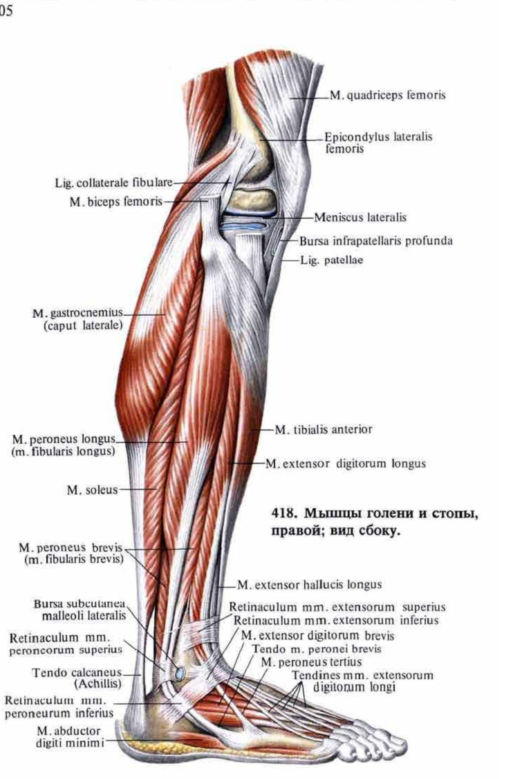 Голень человека анатомия. Мышцы голени анатомия человека. Малоберцовая мышца анатомия. Мышцы голени и стопы анатомия. Анатомия нижней конечности мышцы и связки.
