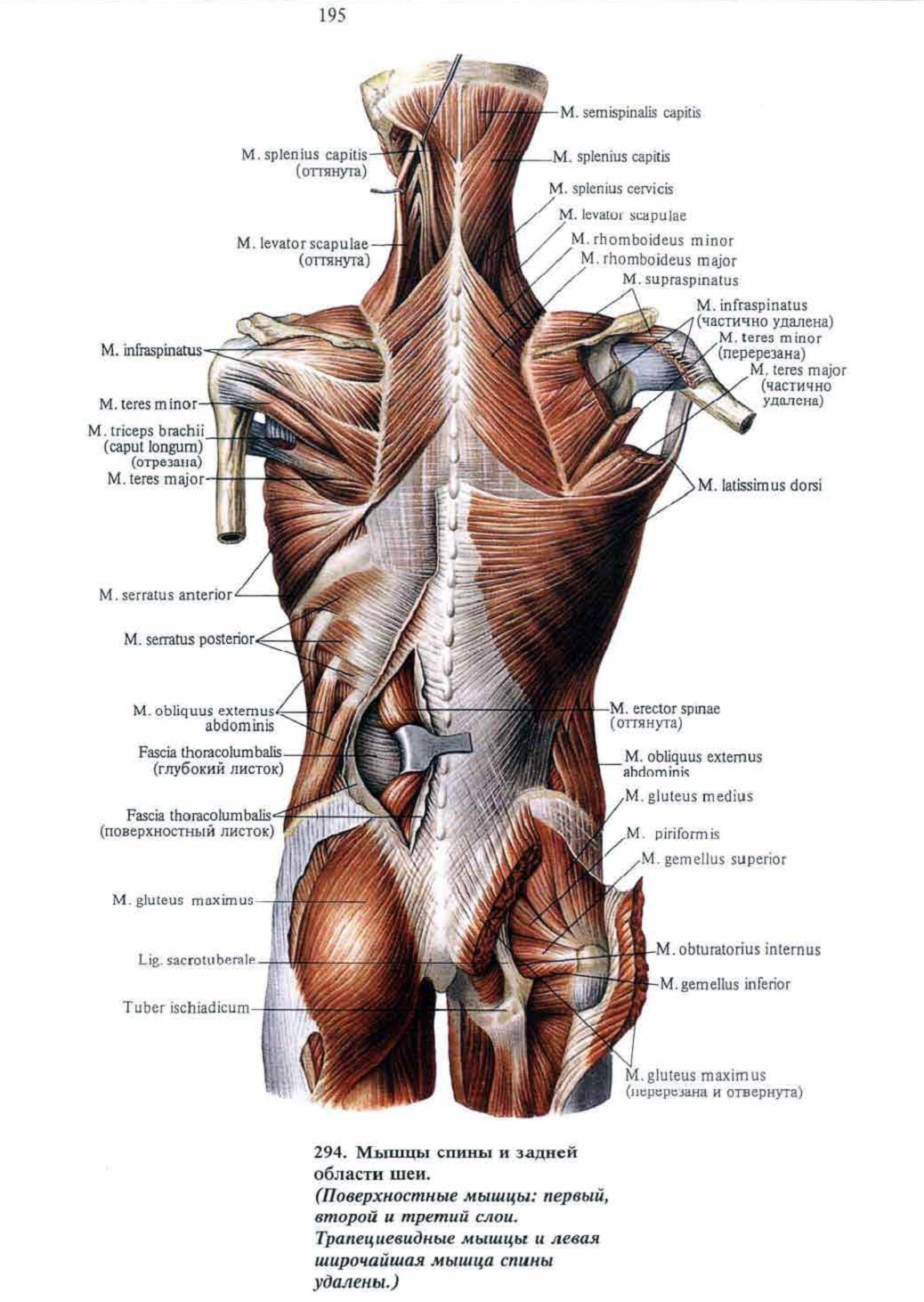 Мышцы спины названия на картинке