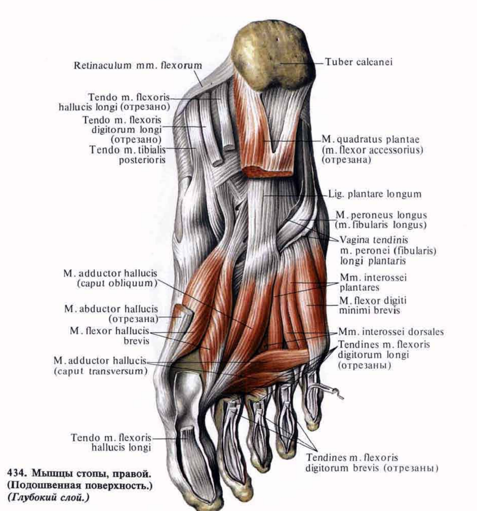 Мышцы стопы человека в картинках