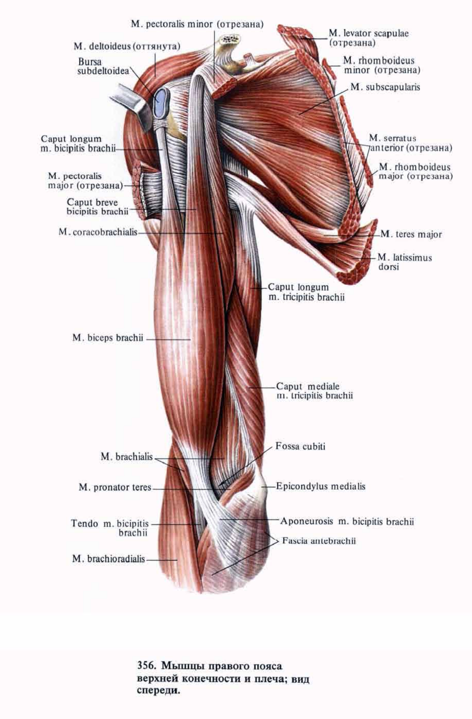 Мышцы плеча анатомия