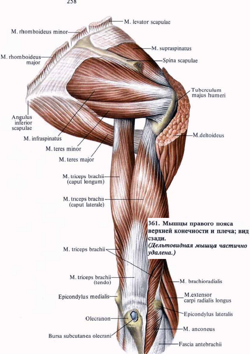 Musculus deltoideus анатомия