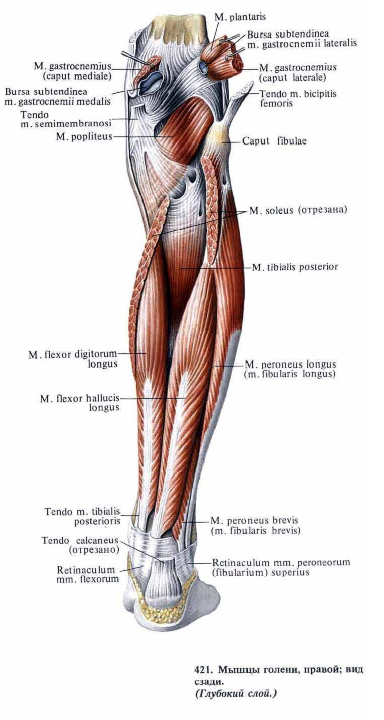 Груберов канал. Мышцы голени анатомия задняя. Тибиалис Постериор мышца. Мышцы голени топографическая анатомия. Переднее мышечно-фасциальное ложе голени мышцы.