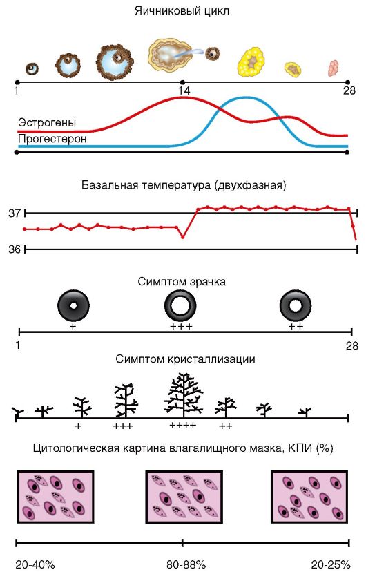 http://vmede.org/sait/content/ginekologija_baisova_2011/4_files/mb4.jpeg