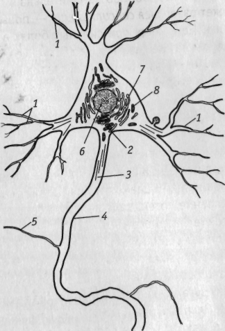 Короткие отростки аксоны сильно. Коллатерали аксона. Строение нейрона серое и белое вещество.