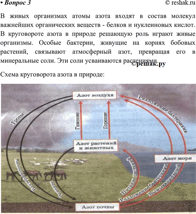 Составьте схему круговорота азота и стрелками разного цвета покажите